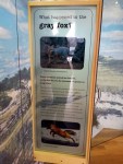 Fox exhibit