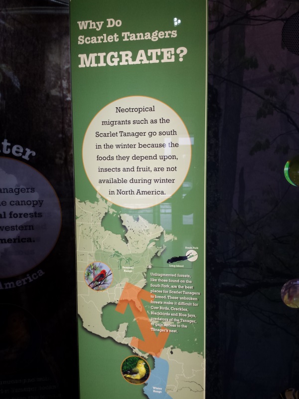 Migration of scarlet tangers