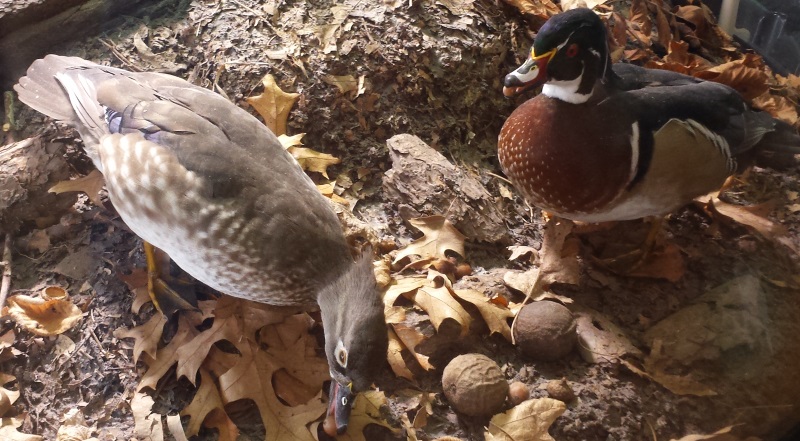 wood ducks