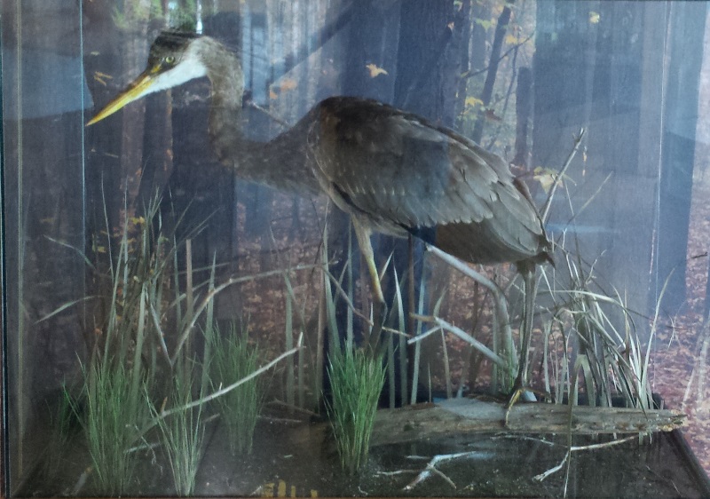 baby blue heron specimen