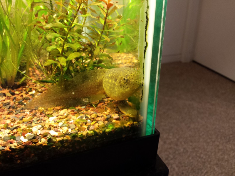 bullfrog tadpole SOFO