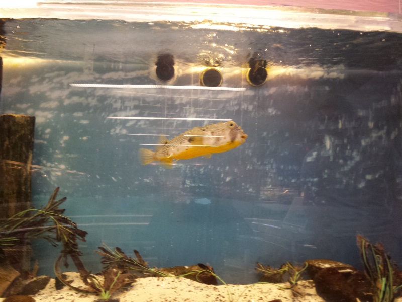 striped burrfish SOFO