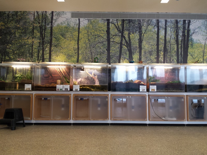 Amphibians and Reptiles SOFO