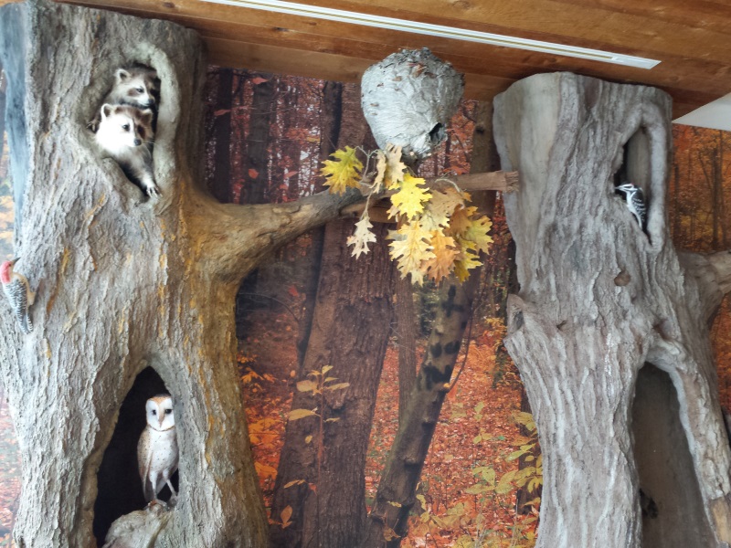 Raccoons, barn owl, and wasp nest