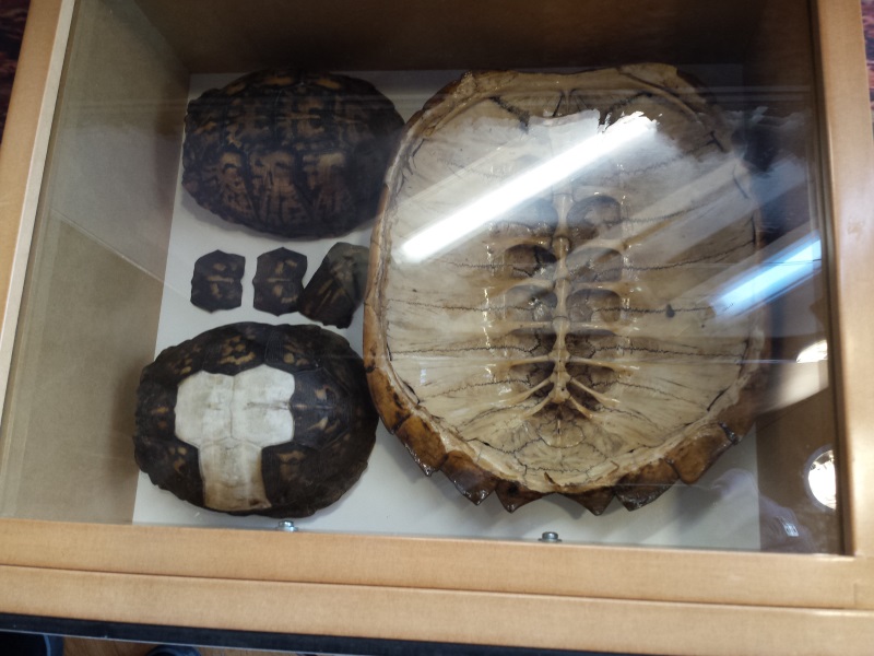 Turtle shells... note the ribs